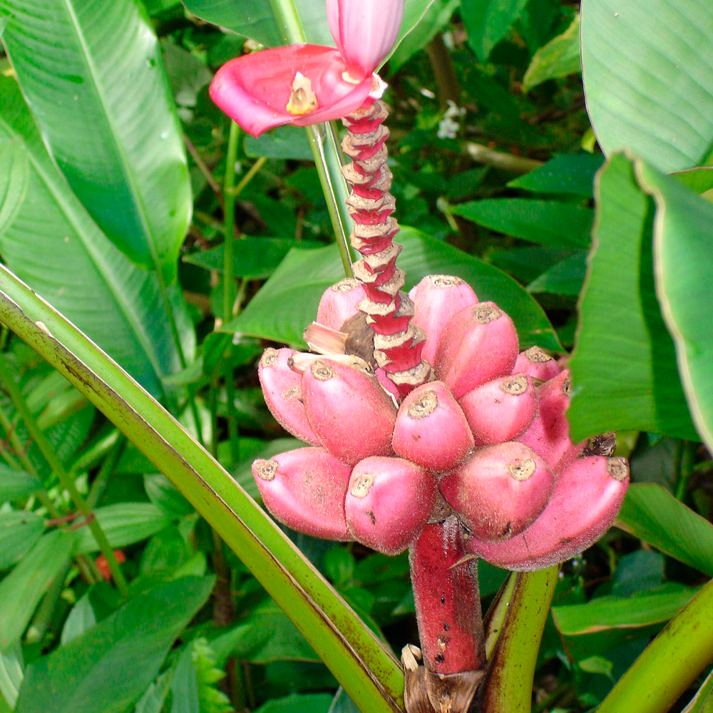 Bananeira