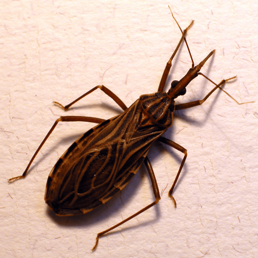 Doença de Chagas